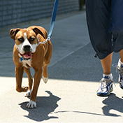 dog-sitter.jpg