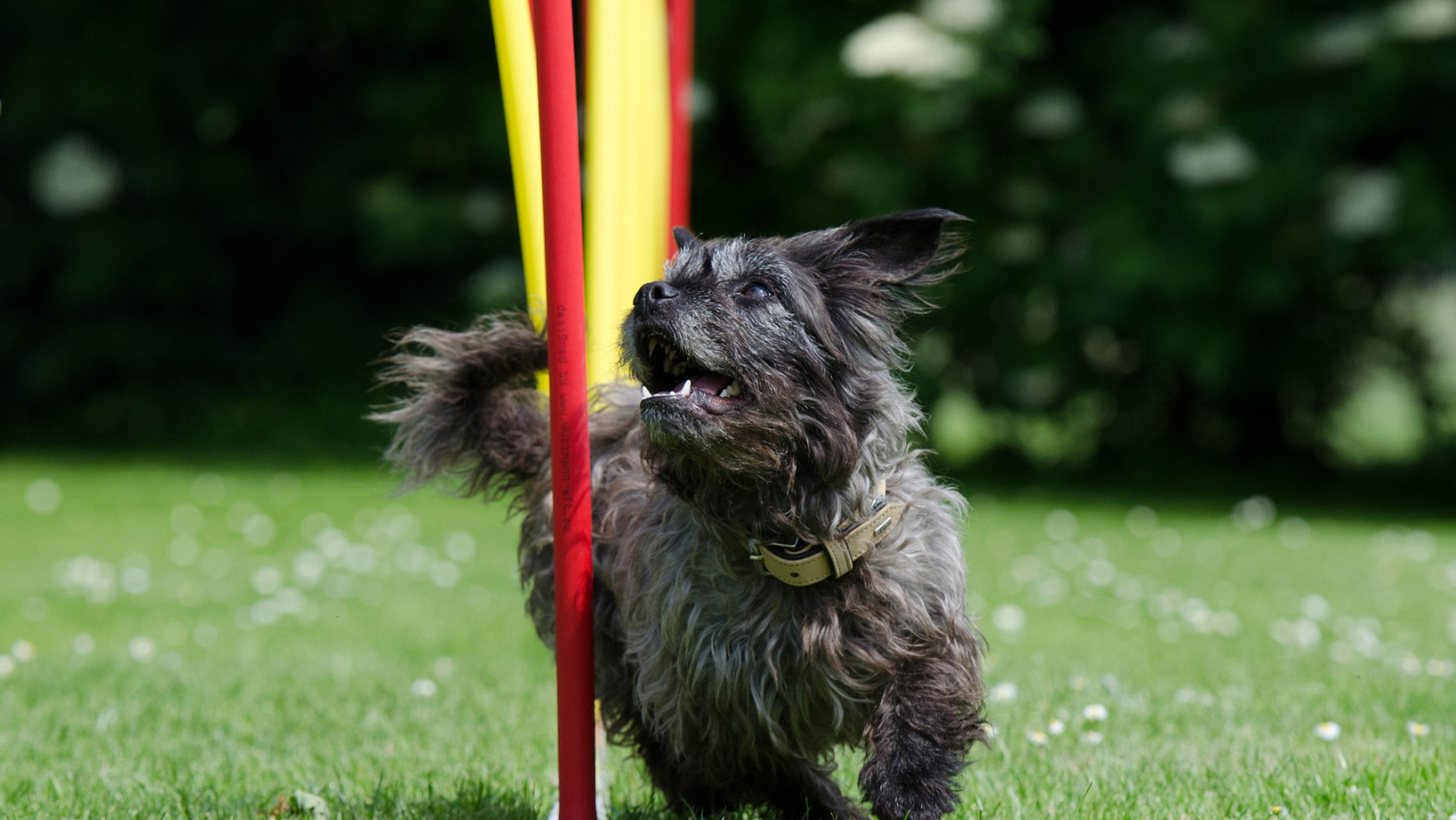 Agility Dog