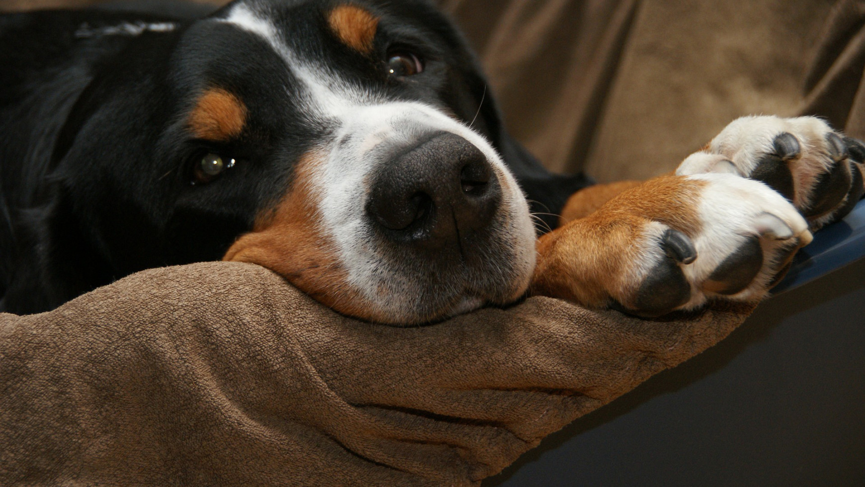 Pensione per cani