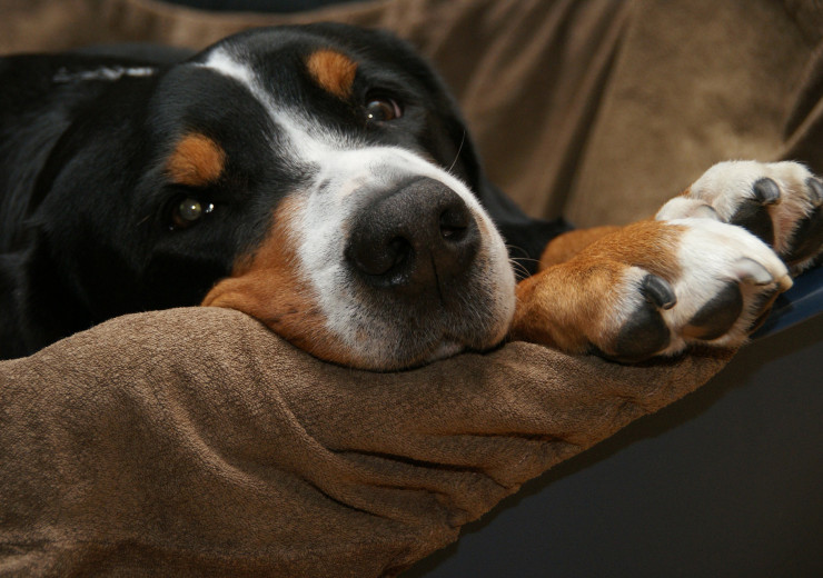 Pensione per cani